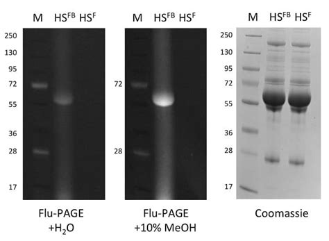 advanced glycation end product age elisa kit|AGE (Advanced Glycation End) Assay Kit (ab238539) .